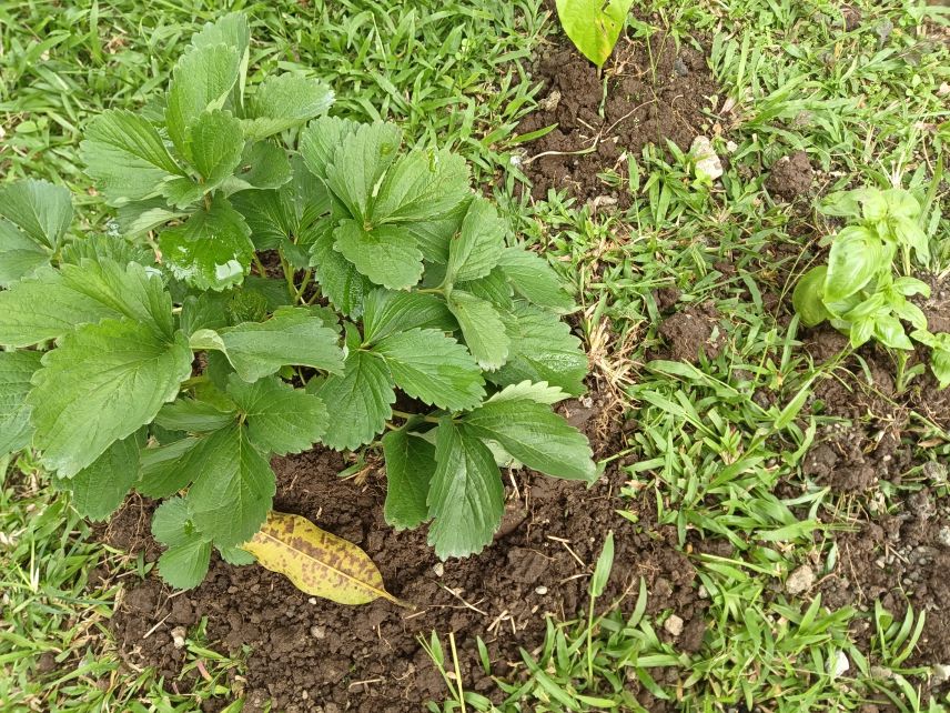 Erdbeeren auf den Philippinen? Na klar! Baguio City auf Luzon beliefert die ganzen Philippinen mit Erdbeeren! UNd wir wohnen in Baguio District, in Davao... Das muss doch klappen, oder? 